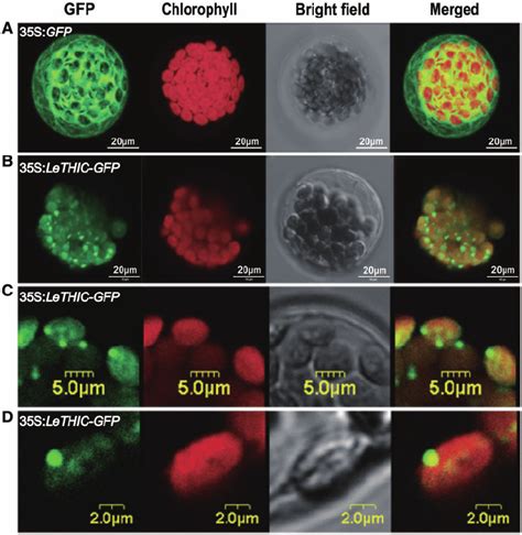 Subcellular Localization Of Lethicgfp Fusion Protein In Arabidopsis