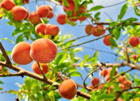 The Best Fertilizer for Peach Trees - Minneopa Orchards