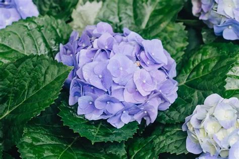 How To Prune Hydrangea A Beginner S Guide