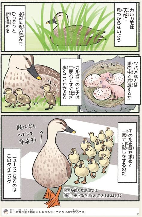 生まれてすぐ泳いで歩くヒナ。カルガモ親子の引っ越し風景／意外と知らない鳥の生活（20）（画像3 5） レタスクラブ