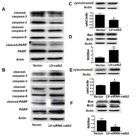 Protective Effect Of Calretinin On Testicular Leydig Cells Via The