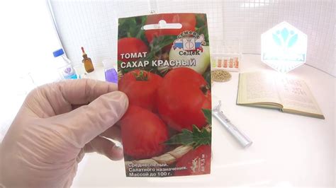 Томат Сахар красный. СеДеК - YouTube