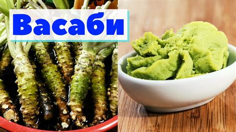 Васаби | Как это сделано | Wasabi. Japan - YouTube