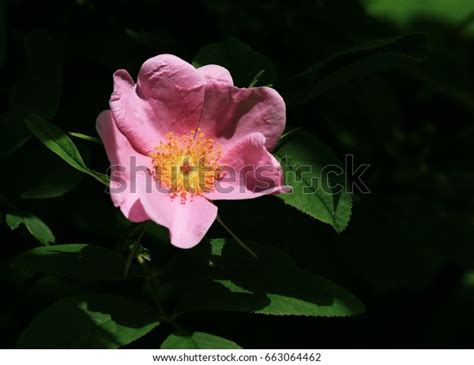 Lovely Pink Virginia Wild Rose Stock Photo Edit Now