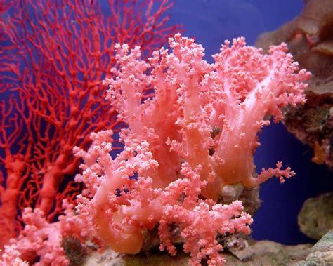 What is the Difference Between Sponges and Coral?