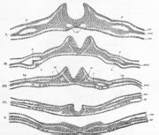 Neurulation - wikidoc