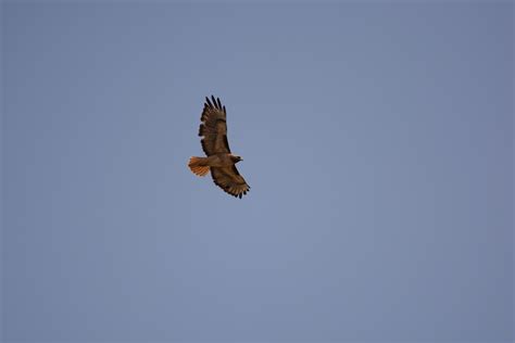 Animals Seen At Claremont Botanical Garden - Rancho Santa Ana Botanic ...