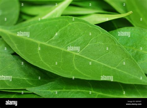 Henna Leaves High Resolution Stock Photography And Images Alamy