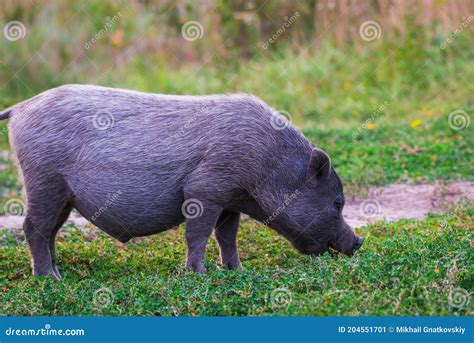 Vietnamese Pot Bellied Pig On Grass Stock Image Image Of Farm Pork