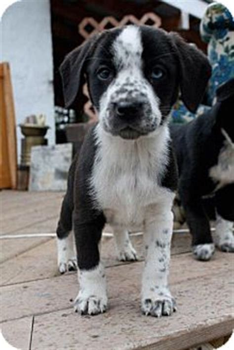 Border Collie Dalmatian Mix ~ FUROSEMIDE