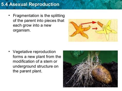 Chapter 54 Asexual Reproduction