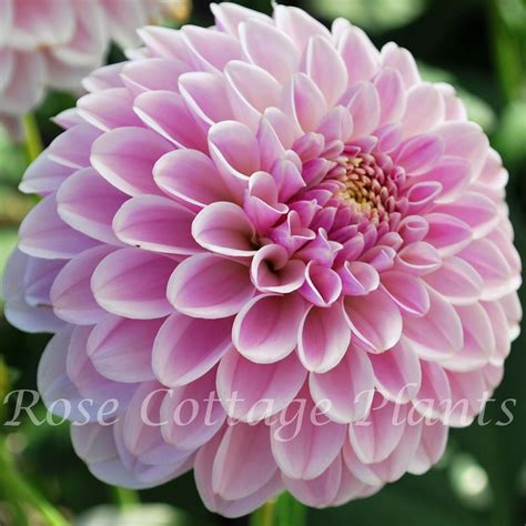 Dahlia Pink Silk Rose Cottage Plants