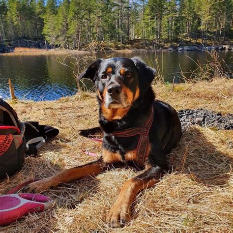 Border Collie Rottweiler Mix: Breed Info, Facts, Puppy Costs