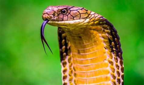 15 Types of Venomous Snakes in Vietnam (DANGEROUS) - Bird Watching HQ