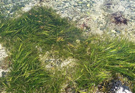 Mostly Open Ocean Flowering Plants In The Sea Part 1 Photosynthesis