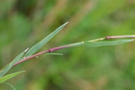 Agrostis stolonifera