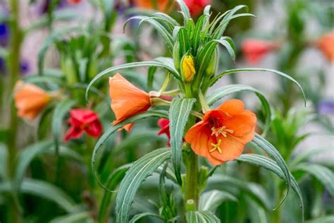 Oenothera Versicolor Sunset Boulevard Evening Primrose Bbc