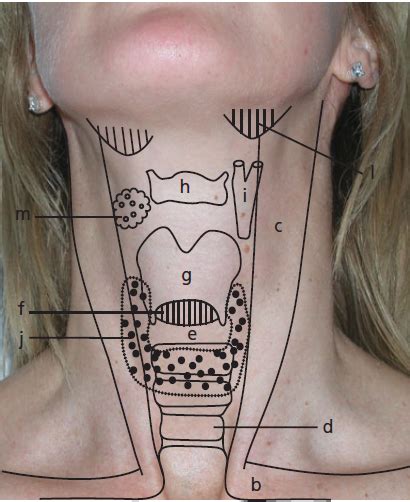 Parts Of Throat Diagram