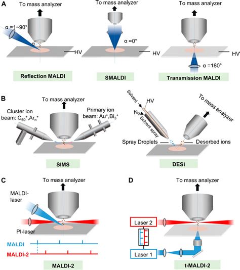 Frontiers Advances In Maldi Mass Spectrometry Imaging Single Cell And