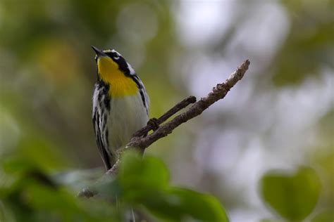 Ann Brokelman Photography Yellow Throated Warbler In Florida Dec 2015