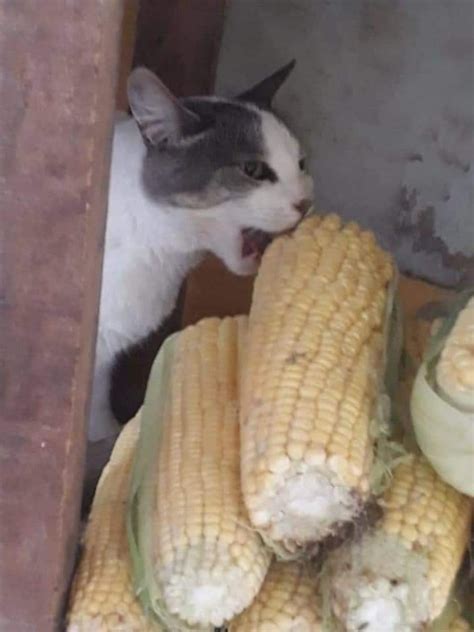 Pussy Is Craving For Corn Album On Imgur