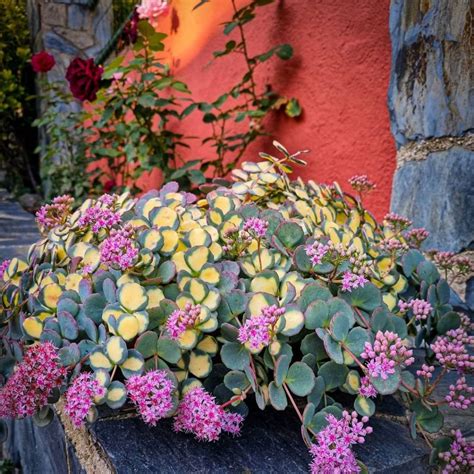 Очитки (Седумы) – Растения 26