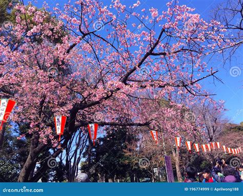 Florecimiento De Cerezo En Sakura En Tokio Jap N Imagen De Archivo