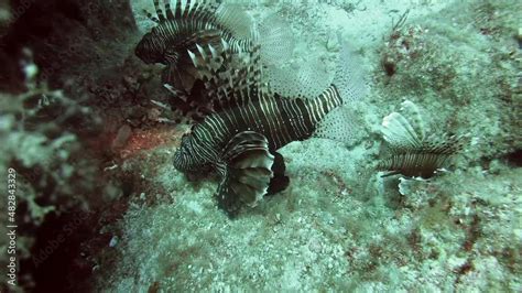 Lionfish Pterois Is A Venomous Marine Fish Also Called Firefish