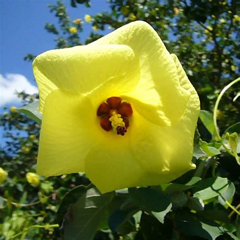 Amazon Qauzuy Garden Semillas De Hibisco Amarillo Raras