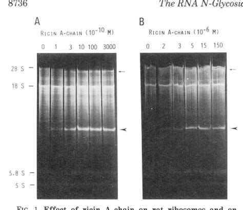 Figure 1 From The Rna N Glycosidase Activity Of Ricin A Chain The Characteristics Of The