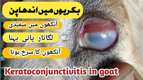 Treatment Of Cloudy Eye In Goats Eye Problems In Goats Pink Eye