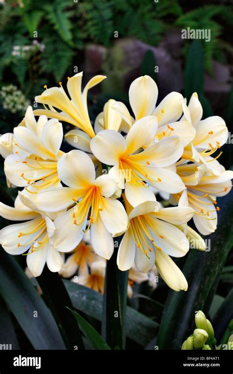 Clivia Miniata Agm Hi Res Stock Photography And Images Alamy