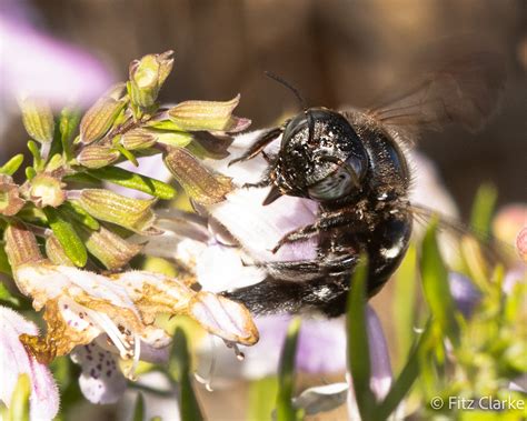 Apidae Southern Carpenter Bee Xylocopa Micans Flickr