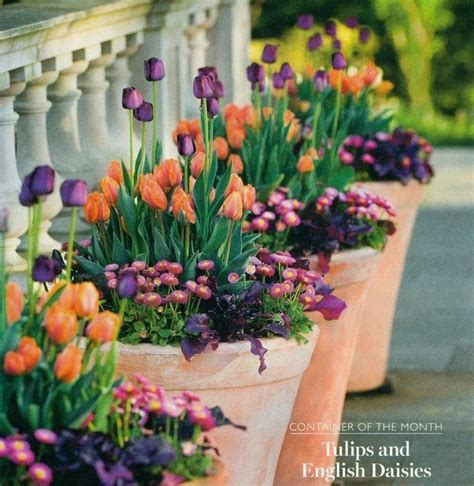 #Gardening : Forcing Spring Bulbs in Pots | Container garden design ...