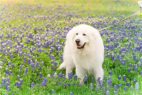 How Much Should Great Pyrenees Weigh Great Pyrenees Weight Calculator