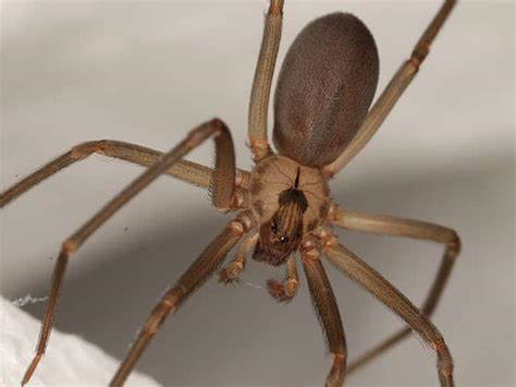 New Jersey S Guide To Brown Recluse Spiders Dangerous Spiders In NJ