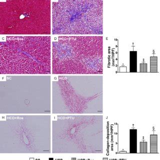 Fibrosis And Collagen Deposition Areas In Liver Parenchyma At The Th