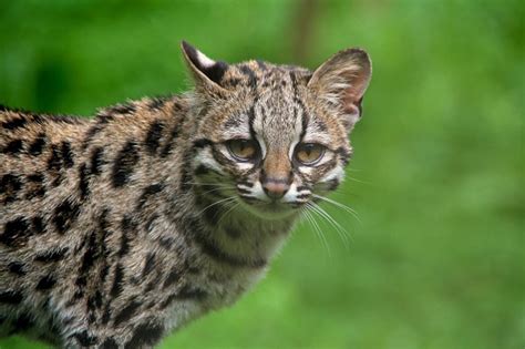 Margay Facts, Pictures, Video & In-Depth Information For Kids & Adults