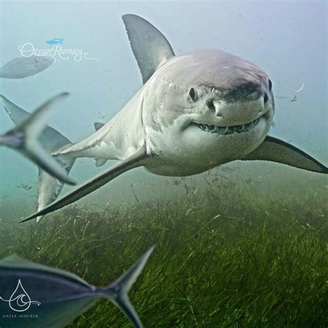 Great White shark , Australia | Shark pictures, Great white shark ...