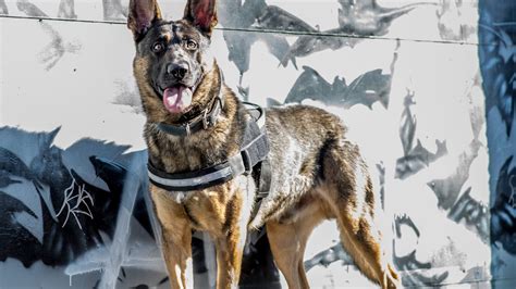 Cspd K9 Gets Body Armor Donated Fox21 News Colorado