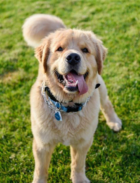 ISO Short-Term Foster/Temporary Re-Home SOCAL | Golden Retriever Dog Forums