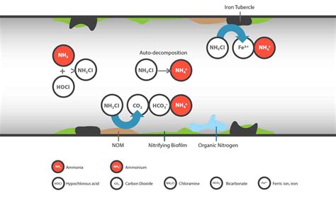 Detect Nitrification In The Distribution System With Speed And Confidence