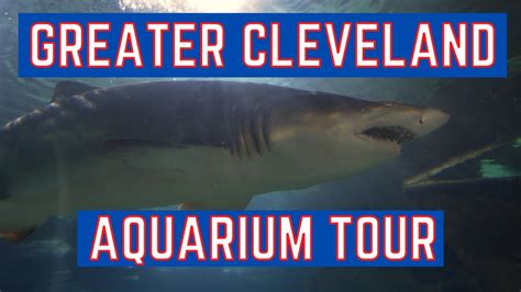 Greater Cleveland Aquarium Tour Youtube