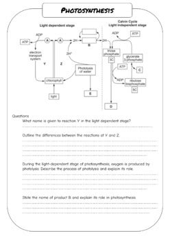 Photosynthesis Overview By Learnwithlaura Tpt