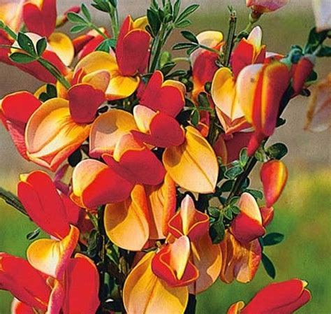 Cytisus Goldfinch Broom Shrub 3 4 FT Supplied In A 3 Litre Pot Amazon