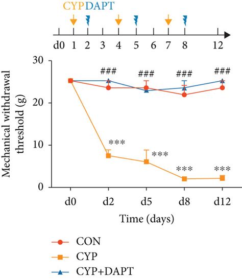 Inhibition Of Notch Signaling Attenuated Mechanical Allodynia In The