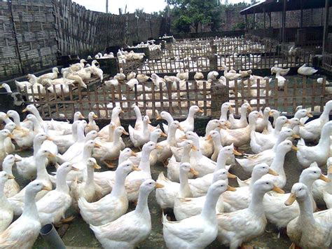 Peluang Usaha Ternak Bebek Pedaging 40 Hari Panen Untuk Pemula