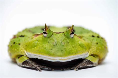 The 10 Largest Frogs in the World in 2024 - A-Z Animals