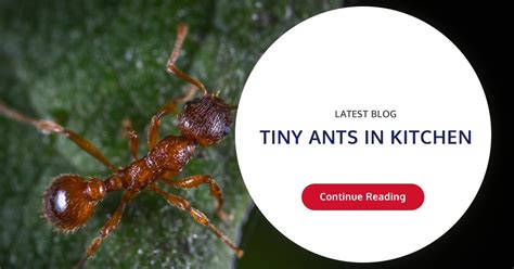 Tiny Ants In Kitchen Wil Kil Pest Solutions