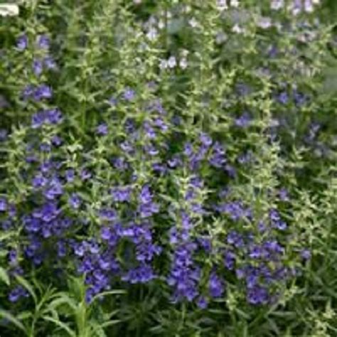 Herb Hyssopus Officinalis Blue Plug Plants Hyssop Fuchsia